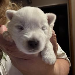 Boy1 - White male West Highland White Terrier puppy in Edinburg, Texas from Mel’s Westies