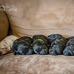 Goldendoodle Puppies from New Moon Farm Goldendoodles