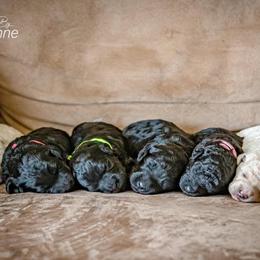 Goldendoodle Puppies from New Moon Farm Goldendoodles