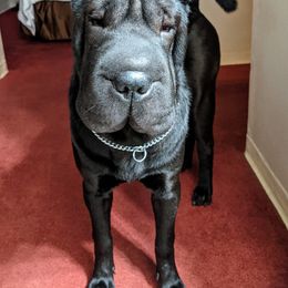 Chinese Shar-Pei All Grown Up from Eihpos Shar-Pei