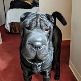 Chinese Shar-Pei All Grown Up from Eihpos Shar-Pei