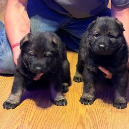 No collar- Sable Boy - Sable male German Shepherd puppy in Allegan, Michigan from Parsons German Shepherds
