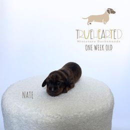 Nate - Brindle male Dachshund puppy in Royse City, Texas from Truehearted Miniature Dachshunds