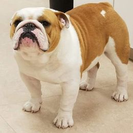 Bulldog All Grown Up from Bull Mountain Bulldogs