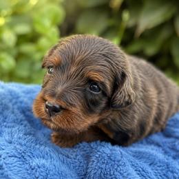 Polly - Brown female Bernedoodle puppy in Travelers Rest, South Carolina from Bernedoodle.do
