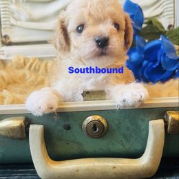 Kenny - Cream male Poodle puppy in Leoma, Tennessee from Southbound Kennel