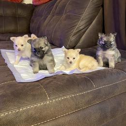 Pomeranian Puppies from Kristin Alsup