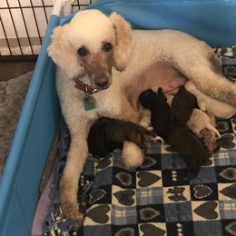 Goldendoodle and Poodle Puppies from Posh Poodles and Doodles