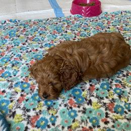 Cockapoo Puppies from Coco's Cocopuffs