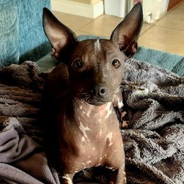 Naya - Black and white female Xoloitzcuintli puppy in Sunnyside, Washington from Xolos Jazmin