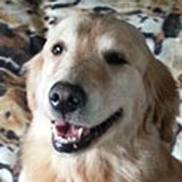 Chesapeake Bay Retrievers and Golden Retrievers from Ocotilla Goldens