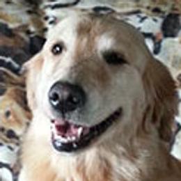 Chesapeake Bay Retrievers and Golden Retrievers from Ocotilla Goldens
