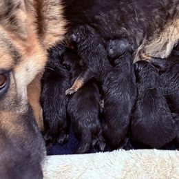 Comet - Black and tan male German Shepherd puppy in Carbondale, Kansas from Cunningham German Shepherds, LLC