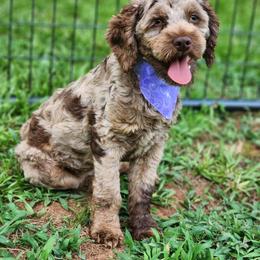 Addison - Cockapoo