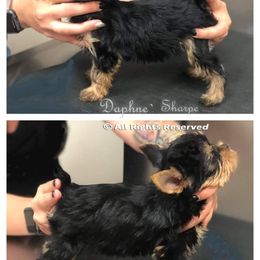Yorkshire Terrier Puppies from Elite's Touch of Klas Yorkies