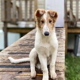 Mickey - White male Collie puppy in St Augustine, Florida from Saltwater Collies LLC