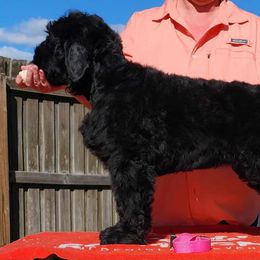 Pink Collar girl - Black female Black Russian Terrier puppy in Hernando, Florida from Dark Paradise