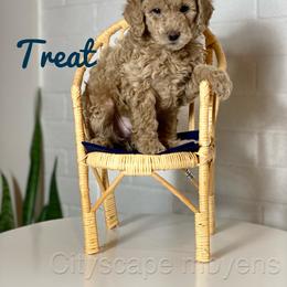 Poodle Puppies from Cityscape Moyen Poodles
