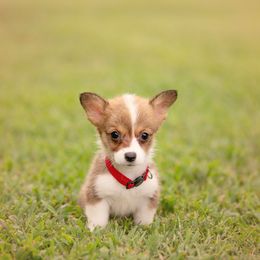 Red Collar Female - Liberty - Sable female Pembroke Welsh Corgi puppy in Waverly Hall, Georgia from 6g Ranch Corgis