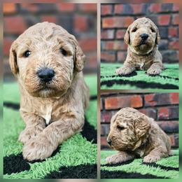 Boomer - Apricot male Goldendoodle puppy in Harris County, Texas from Cute & Curly Doodles