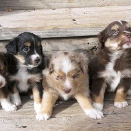 Miniature Australian Shepherds from Kingscastle Ranch