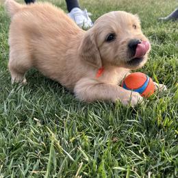 Golden Retriever Puppies from K5 Dog Services