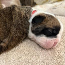 Ron Weasley - Red Collar - Fawn brindle and white male Bulldog puppy in Krum, Texas from K & K Little Blessings