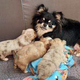 Chihuahua Puppies from Chosen Chihuahuas