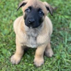 Belgian Malinois Puppies from Malinois