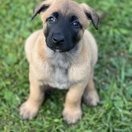 Belgian Malinois Puppies from Malinois