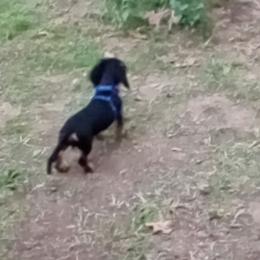 Dachshund Puppies from CLARK'S BREEDING PROGRAM