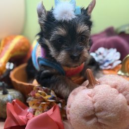 Victory (turquoise band) - Black and gold female Yorkshire Terrier puppy in Tangipahoa County, Louisiana from Riche’ Louisiana Yorkies