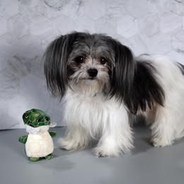 Celia - White female Mi-Ki puppy in Wales, Wisconsin from Phantastic Mi-kis