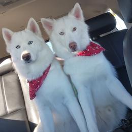 Siberian Husky All Grown Up from Boden Breeding