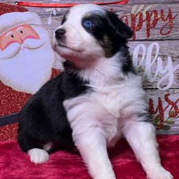 Jingle - Blue merle female Australian Shepherd puppy in Howardsville, Virginia from Spectacular Aussies and Cavaliers