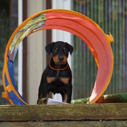 Doberman Pinscher Puppies from Laurel Vail
