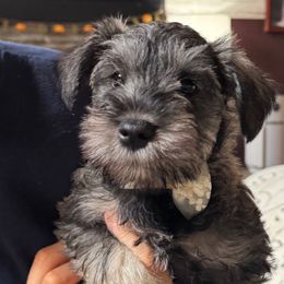 Hazel - Black and silver female Miniature Schnauzer puppy in Akeley, Minnesota from Great Northern Schnauzers