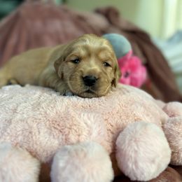 Golden Retriever Puppies from Haven of Hope Golden Retrievers