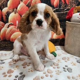 AKC Colt - Blenheim male Cavalier King Charles Spaniel puppy in Lebanon, Missouri from Leerose Puppies
