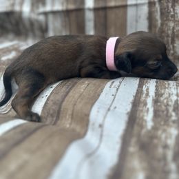 Girl Lt Pink - Dachshund puppy in Modesto, California from Lola’s Doxies