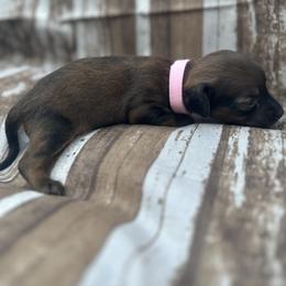 Girl Lt Pink - Dachshund puppy in Modesto, California from Lola’s Doxies