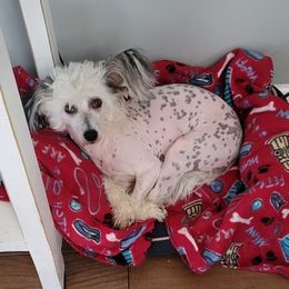 Chinese Cresteds from Andrews Chinese Crested