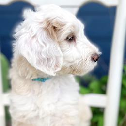 Bernedoodle, Goldendoodle, and Poodle Puppies from Penny and The Pups