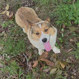Gilbert - Sable male Pembroke Welsh Corgi puppy in Ethridge, Tennessee from Liberty Hill Farm