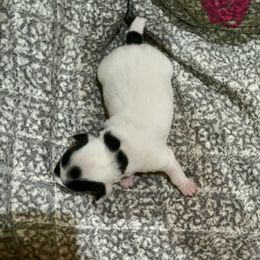 Border Collie and Jack Russell Terrier Puppies from CP FARMS BORDER COLLIES N JACKS CORP