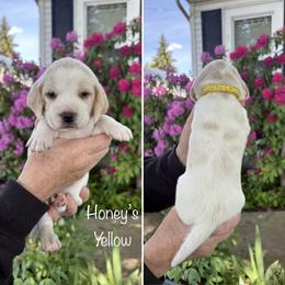 Girl 8 - female Beagle puppy in Brownsville, Oregon from Beagles on the Run