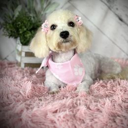 Dottie - Cavapoo