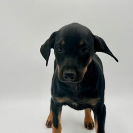 Kanika - Black female Xoloitzcuintli puppy in West Jordan, Utah from Majestic Nakids