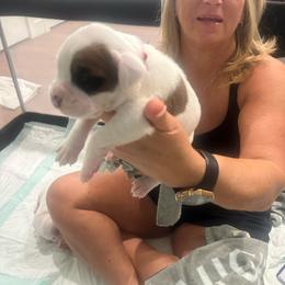 Boy 4 - Red - White male Boxer puppy in Nashville, Tennessee from Best Friends