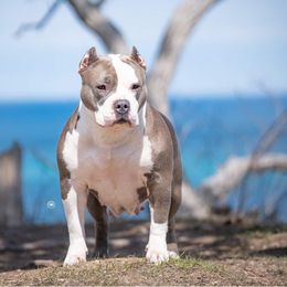 American Bullies from Circle B Bully